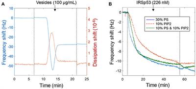 Nanoplasmonic Sensor Detects Preferential Binding of IRSp53 to Negative Membrane Curvature